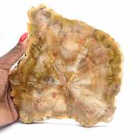 Sezione di legno pietrificato del Madagascar - Qualità da collezione