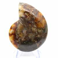 Ammonite del Madagascar con superficie lucida e non lucida Ammonite del Madagascar con superficie lucida e non lucida