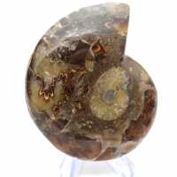 Autentica ammonite di Mahajanga con superficie lucida Autentica ammonite di Mahajanga con superficie lucida