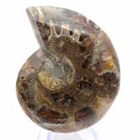 Ammonite cefalopode fossile: dualità tra levigato e grezzo Ammonite cefalopode fossile: dualità tra levigato e grezzo
