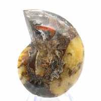 Fossile di ammonite levigata: estetica e scienza Fossile di ammonite levigata: estetica e scienza