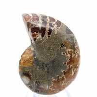 Ammonite del Madagascar: campione mineralogico Ammonite del Madagascar: campione mineralogico