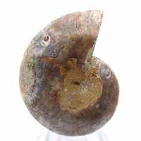 Fossile di ammonite levigata: Luce di Mahajanga