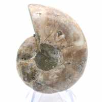 Cefalopode fossilizzato: ammonite a doppia faccia