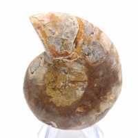 Fossile di ammonite levigata: eleganza e storia