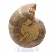 Esemplare di ammonite: la spirale del Madagascar Esemplare di ammonite: la spirale del Madagascar