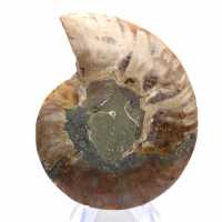 Ammonite levigata: geometria marina del Madagascar