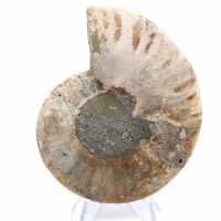 Ammonite fossile di Mahajanga: equilibrio minerale Ammonite fossile di Mahajanga: equilibrio minerale