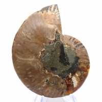 Ammonite del Madagascar: ritmo e sedimentazione Ammonite del Madagascar: ritmo e sedimentazione