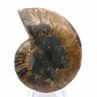 Fossile di ammonite levigata: densità e dettagli