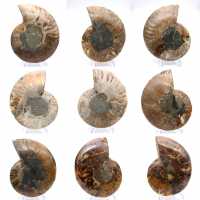 Ammonite levigata: geometria marina del Madagascar