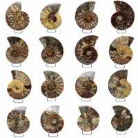 Fossile di ammonite lucidato