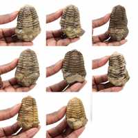 Trilobite dal Marocco