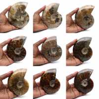 Ammonite fossilizzata lucida