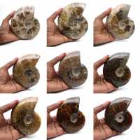 Ammonite fossilizzata lucida