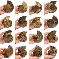 Ammonite fossilizzata lucida