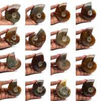 Ammonite intera lucidata del Madagascar