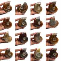 Ammonite intera lucidata del Madagascar