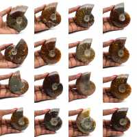 Ammonite intera lucidata del Madagascar