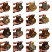 Ammonite intera lucidata del Madagascar