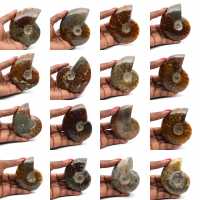 Ammonite intera lucidata del Madagascar