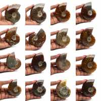 Ammonite intera lucidata del Madagascar