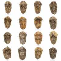 Trilobite Fossile Marocco