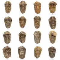 Trilobite Fossile Marocco