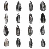 Orthoceras fossile dal Marocco