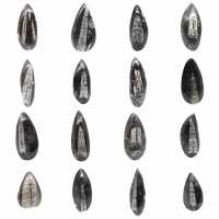 Orthoceras fossile dal Marocco