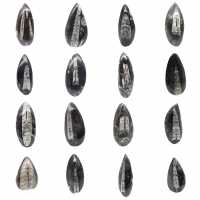 Orthoceras fossile dal Marocco