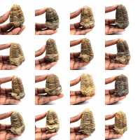 Trilobite fossile