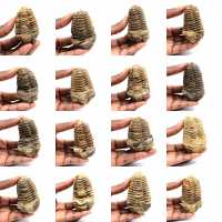 Trilobite fossile