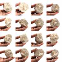 Dente fossile di Otodus