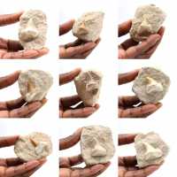 Dente fossile di Otodus dal Marocco