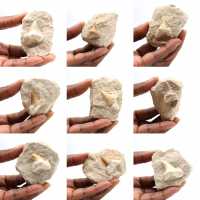 Dente fossile di Otodus dal Marocco Dente fossile di Otodus dal Marocco