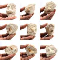 Dente fossile di Otodus dal Marocco