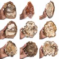 Fetta di legno pietrificato lucidato, piccolo ornamento fossile, Madagascar Fetta di legno pietrificato lucidato, piccolo ornamento fossile, Madagascar