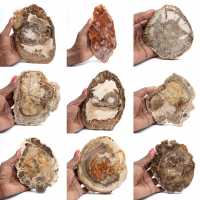 Fetta di legno pietrificato lucidato, piccolo ornamento fossile, Madagascar Fetta di legno pietrificato lucidato, piccolo ornamento fossile, Madagascar