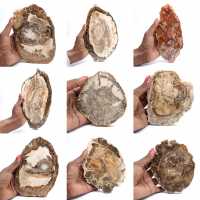 Fetta di legno pietrificato lucidato, piccolo ornamento fossile, Madagascar