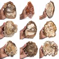 Fetta di legno pietrificato lucidato, piccolo ornamento fossile, Madagascar