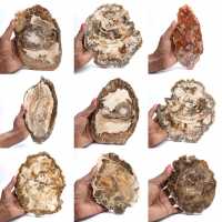 Fetta di legno pietrificato lucidato, piccolo ornamento fossile, Madagascar