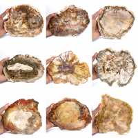 Grande fetta di legno pietrificato - Collezione Majunga