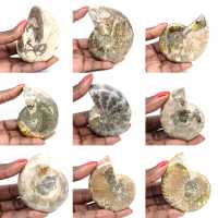 Esemplare di ammonite dal Madagascar - Fossile lucidato per collezionisti