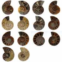 Ammonite del madagascar