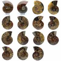 Ammonite naturale lucidata fossile