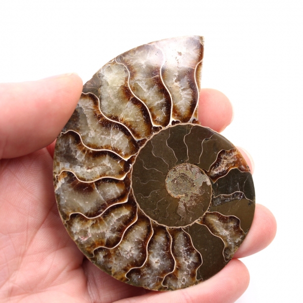 Fossili di ammoniti