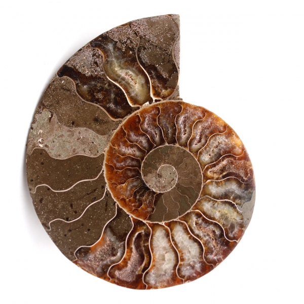 Fossili di ammoniti