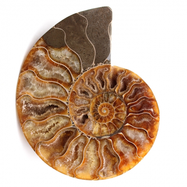 Fossili di ammoniti a doppio taglio e lucidati