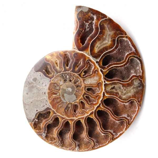 Fossili di ammoniti a doppio taglio e lucidati